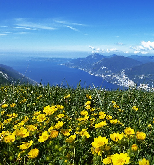 Monte Baldo in fiore